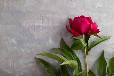 Beautiful peony pink flowers on gray concrete background, flat lay, top view, copy space