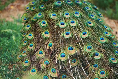 Indian peafowl (Pavo cristatus), feathers, eyes, tail, detail, France, Europe