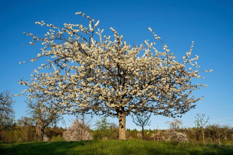 White blossoming fruit trees in a meadow in spring, the sky is blue, the sun is shining, it's