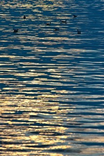 Golden reflection of the evening sun on calm, dark blue waves of a lake, some Black-headed Gulls
