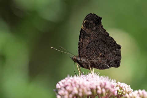 European peacock (Inachis io), with folded wings, looking for food, Gahlen, North Rhine-Westphalia,