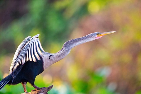 American darter (Anhinga anhinga) Pantanal Brazil
