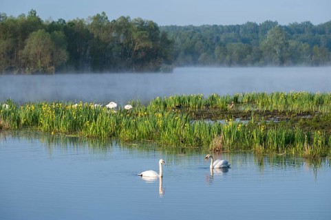 Wetland, wet meadow, water surface, mute swans (Cygnus olor), marsh iris (Iris pseudacorus) in