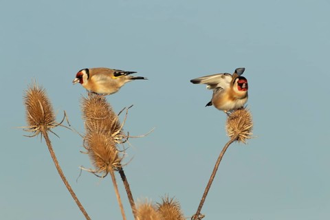 European goldfinch (Carduelis carduelis) two adult birds feeding on a Teasel (Dipsacus fullonum)