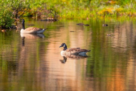 Canada goose (Branta canadensis), nature photograph, Edland, Vestfold, Norway, Europe