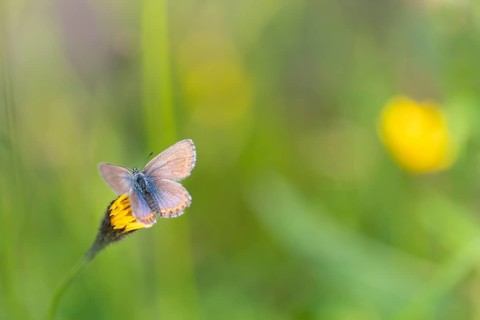 Silver-studded blue (Plebejus argus), close-up, nature photograph, Norway, Tinn, Vestfold, Europe