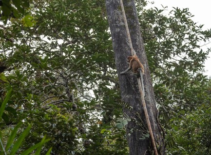 Proboscis Monkey climbing on tree in Bako national park, Borneo, Malaysia. Jungle, tropics concept