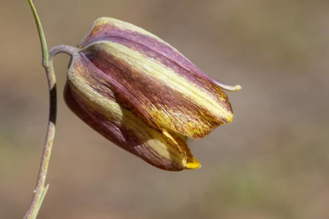 Pyrenees chess flower
