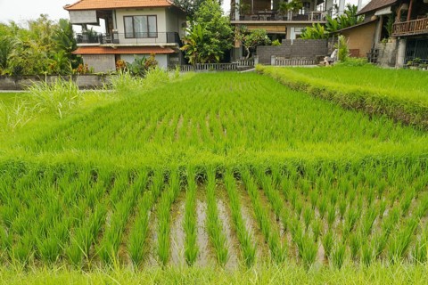 Rice terraces, Campuhan ridge walk, Bali, Indonesia, track on the hill with grass, large trees,