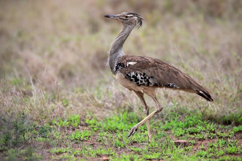 Kori bustard (Ardeotis kori), adult, running, foraging, vigilant, Kruger National Park, Kruger