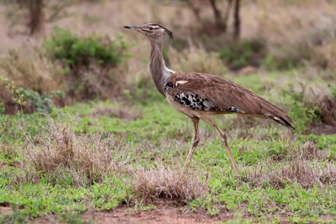 Kori bustard (Ardeotis kori), adult, running, foraging, vigilant, Kruger National Park, Kruger