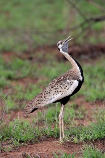 Red-crested Bustard, (Lophotis ruficrista), adult, calling, Kruger National Park, Kruger National