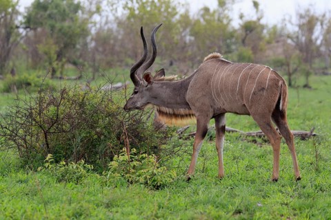 Greater Kudu, zambezi greater kudu (Strepsiceros zambesiensis), adult, male, foraging, feeding,