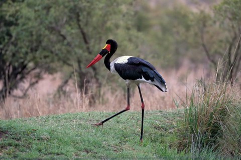 Saddle-billed stork (Ephippiorhynchus senegalensis), adult, foraging, Sabi Sand Game Reserve,