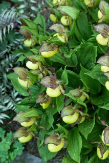 Beautiful orchid flowers of yellow color with green leaves in the garden. Lady's-slipper hybrids.