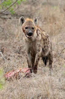 Spotted hyena (Crocuta crocuta), adult, with prey, Sabi Sand Game Reserve, Kruger National Park,