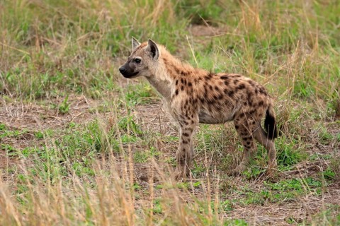 Spotted hyena (Crocuta crocuta), half-grown juvenile, alert, Kruger National Park, Kruger National