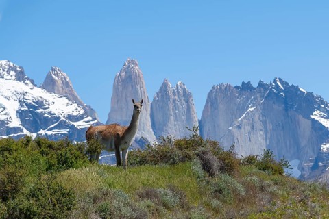 Guanaco (Llama guanicoe), Huanako, Torres del Paine National Park, Patagonia, End of the World,
