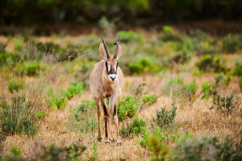Roan Antelope (Hippotragus equinus) in the dessert, captive, distribution Africa