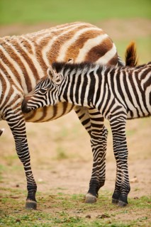 Plains zebra (Equus quagga) foal, portrait, captive, distribution Africa