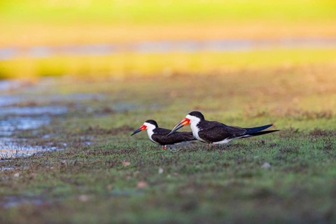 Black-mantled cranesbill (Rynchops nigra) Pantanal Brazil