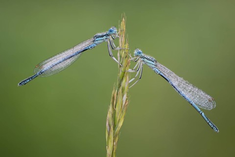 Platycnemididae
