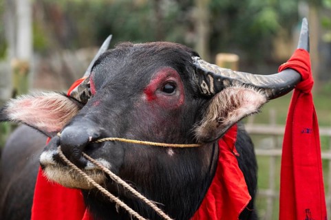 A decorated buffalo during traditional Moh-Juj (Buffalo fight) competition as a part of Magh Bihu