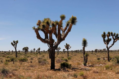 Joshua trees (Yucca brevifolia), Joshua Tree National Park, Palm Desert, Southern California, USA,