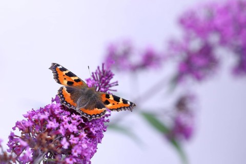 Small tortoiseshell (Aglais urticae), on butterfly bush or butterfly-bush (Buddleja davidii),