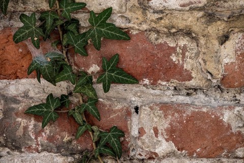 Brick masonry with common ivy (Hedera helix), Munich, Bavaria, Germany, Europe