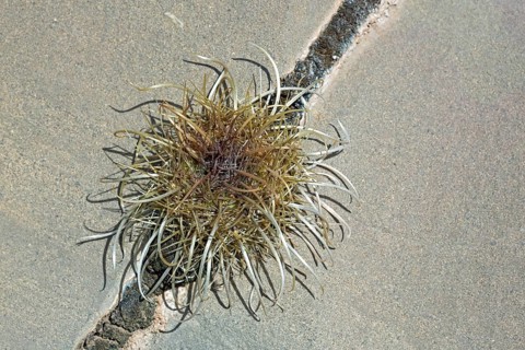 Parodia maassi