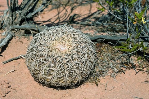 Gymnocalycium Speggazzinii