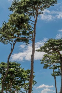 Tall evergreen trees against blue sky with white puffy clouds in South Korea