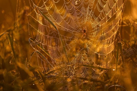 Cross spider (Araneus) sitting in a spider web, morning light, Lower Saxony, Germany, Europe