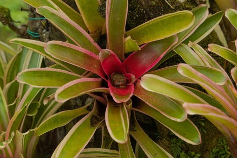 Orchid and bromeliad flower beds in botanical garden, selective focus, copy space, malaysia,