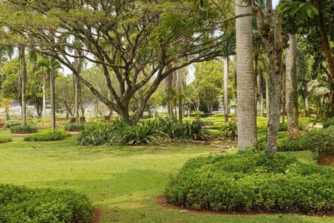 Palm collection in city park in Kuching, Malaysia, tropical garden with large trees and lawns,