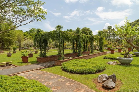 Palm collection in city park in Kuching, Malaysia, tropical garden with large trees and lawns,