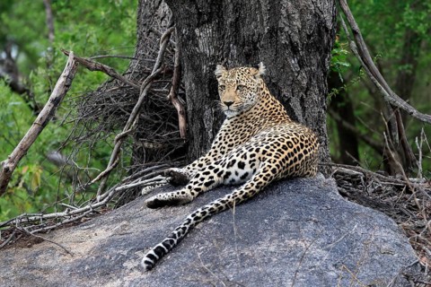 Leopard (Panthera pardus), adult, observed, alert, lying, on rocks, Sabi Sand Game Reserve, Kruger