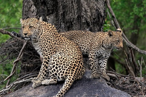 Leopard (Panthera pardus), adult with young, observed, alert, sitting, on rocks, Sabi Sand Game