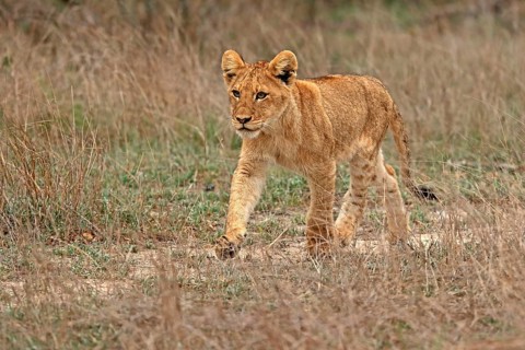 Lion (Panthera leo), young, stalking, alert, Sabi Sand Game Reserve, Kruger National Park, Kruger