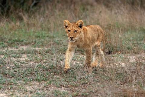 Lion (Panthera leo), young, stalking, alert, Sabi Sand Game Reserve, Kruger National Park, Kruger