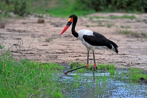 Saddle-billed stork (Ephippiorhynchus senegalensis), adult, foraging, in the water, Kruger National
