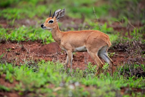 Steenbok (Raphicerus campestris), adult, male, foraging, vigilant, dwarf antelope, Kruger National