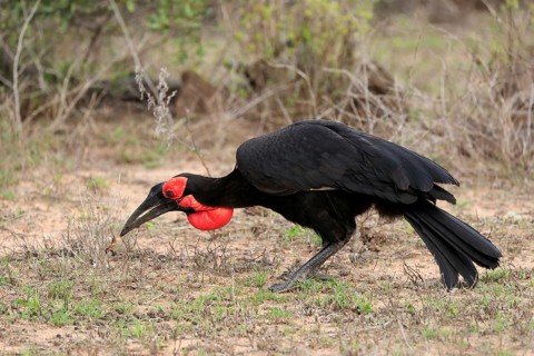 Southern ground hornbill (Bucorvus leadbeateri), adult, foraging, feeding, with prey, alert, Kruger