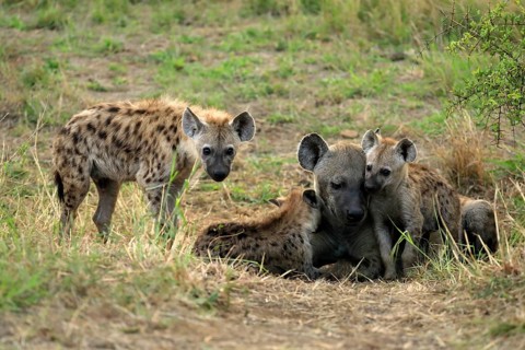 Spotted hyena (Crocuta crocuta), adult, young, mother with young, at the den, social behaviour,