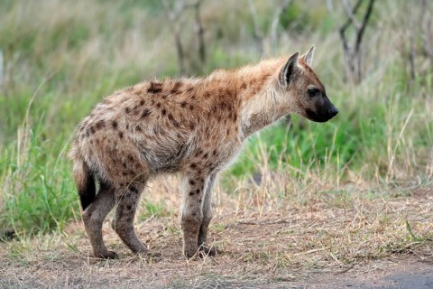 Spotted hyena (Crocuta crocuta), half-grown juvenile, alert, Kruger National Park, Kruger National