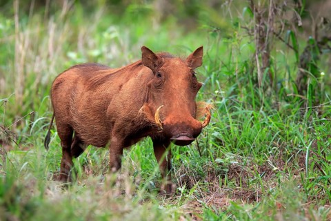 Warthog, (Phacochoerus aethiopicus), adult, foraging, alert, Kruger National Park, Kruger National