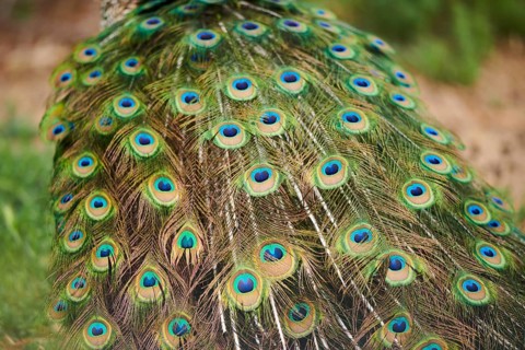 Indian peafowl (Pavo cristatus), feathers, eyes, tail, detail, France, Europe