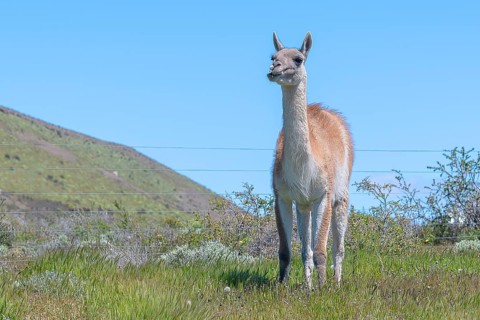 Guanaco (Llama guanicoe), Huanako, Torres del Paine National Park, Patagonia, End of the World,