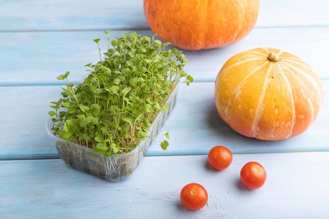 Microgreen sprouts of rucola with pumpkin on blue wooden background. Side view, close up